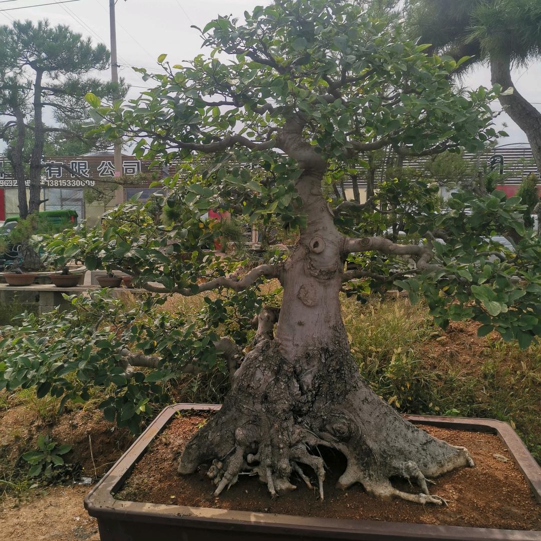 振铭园艺小铺