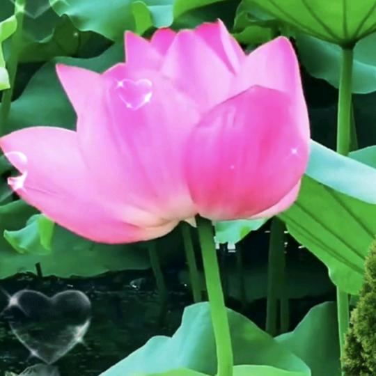 悠悠小草(橱窗🈶好物)