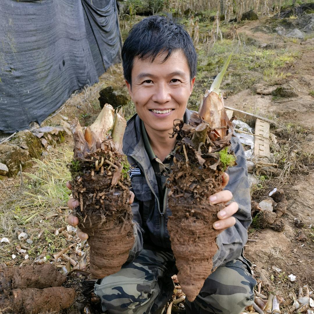肖泰发事事顺（大虎头重楼）