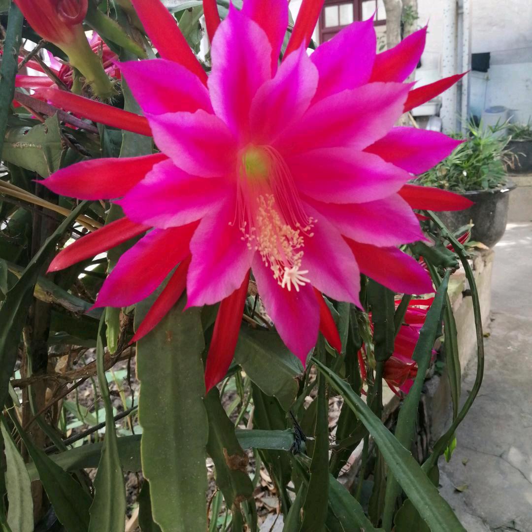 小艺