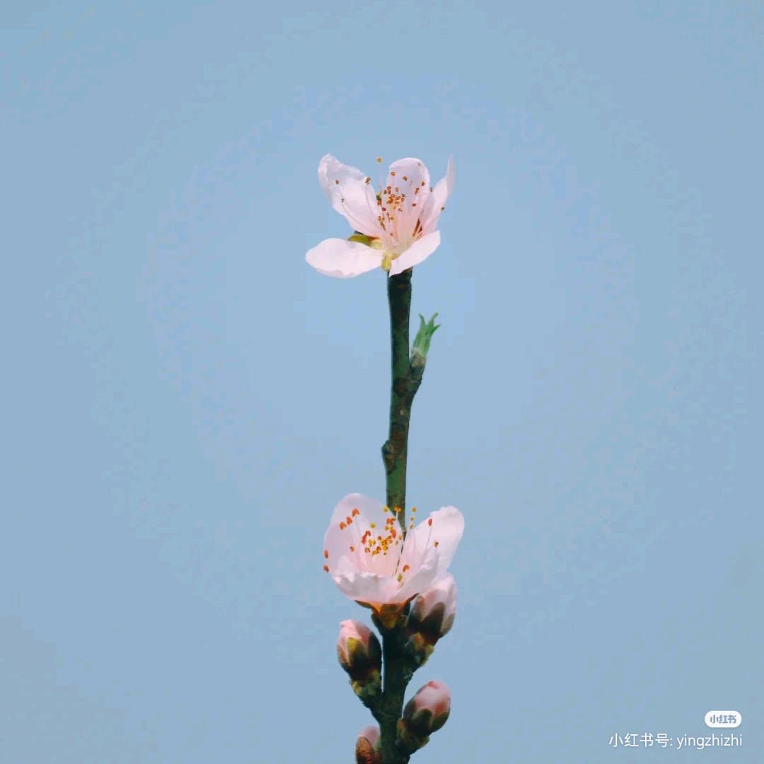 短发菇凉