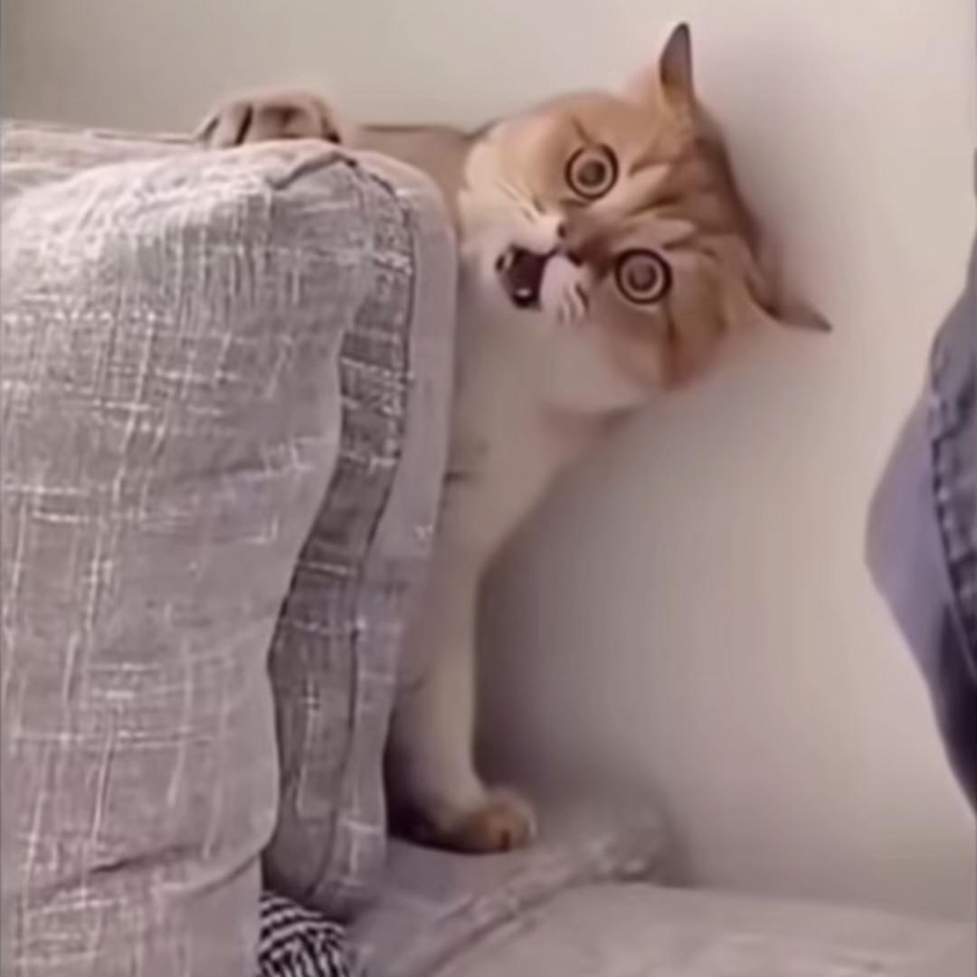 望擎