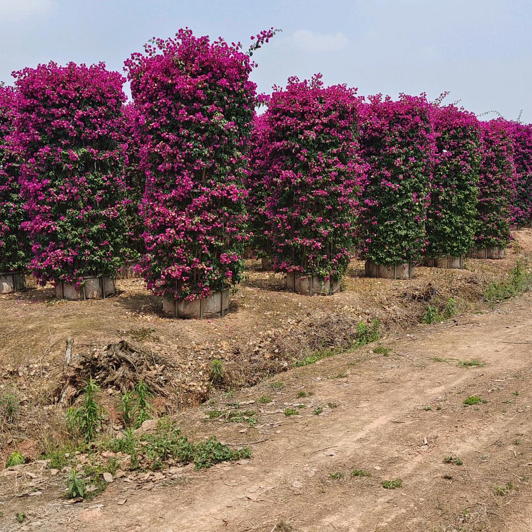 苗木供应商，梅乡音