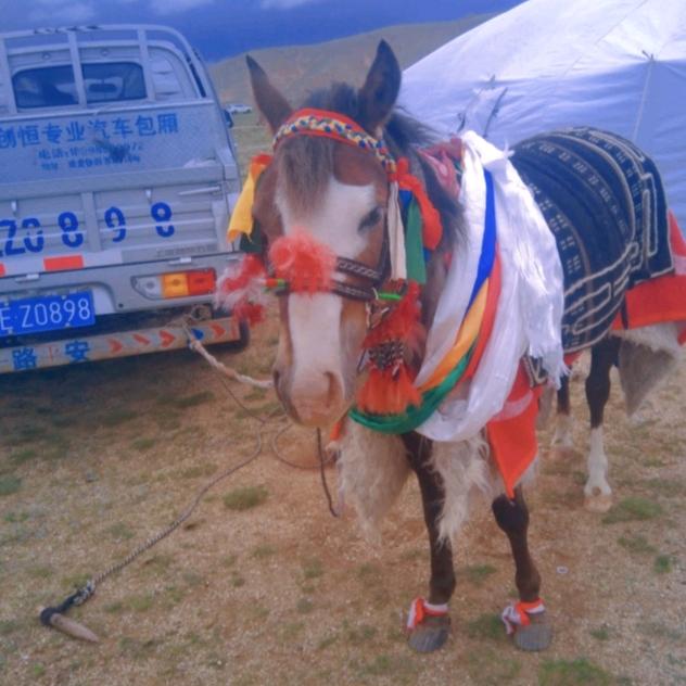 🐏🐏🐏🐎巴桑萨嘎🐕