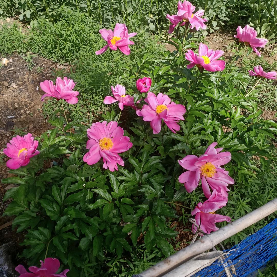 🌷