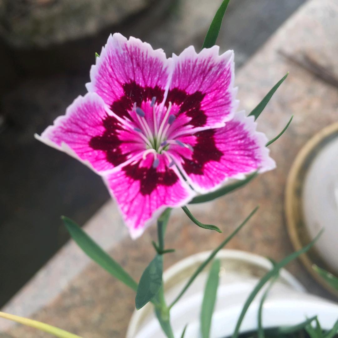 花锦瑟