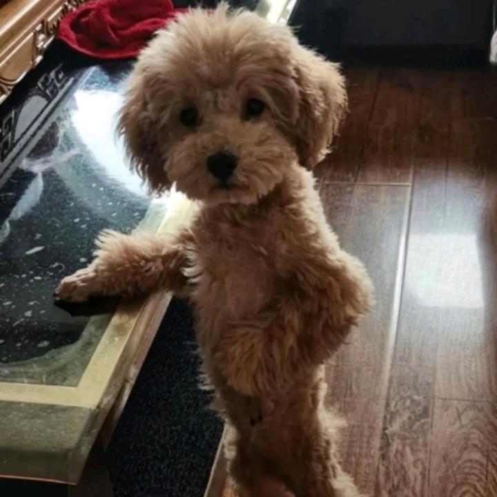 清洁神器研究所