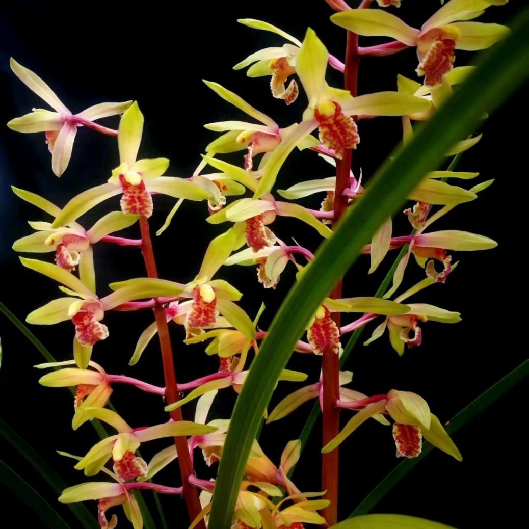 一棵小草