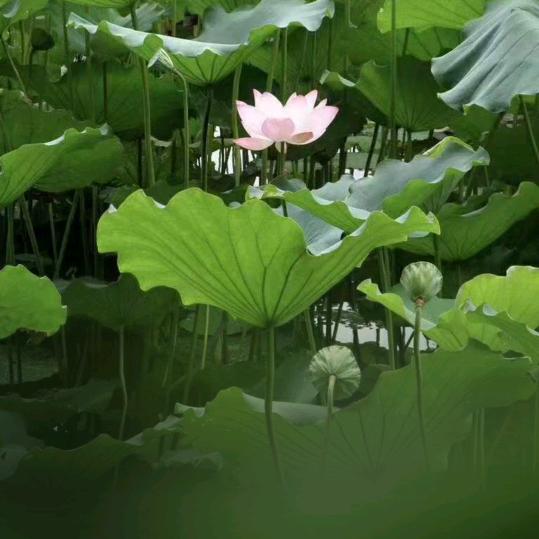 荷花含笑