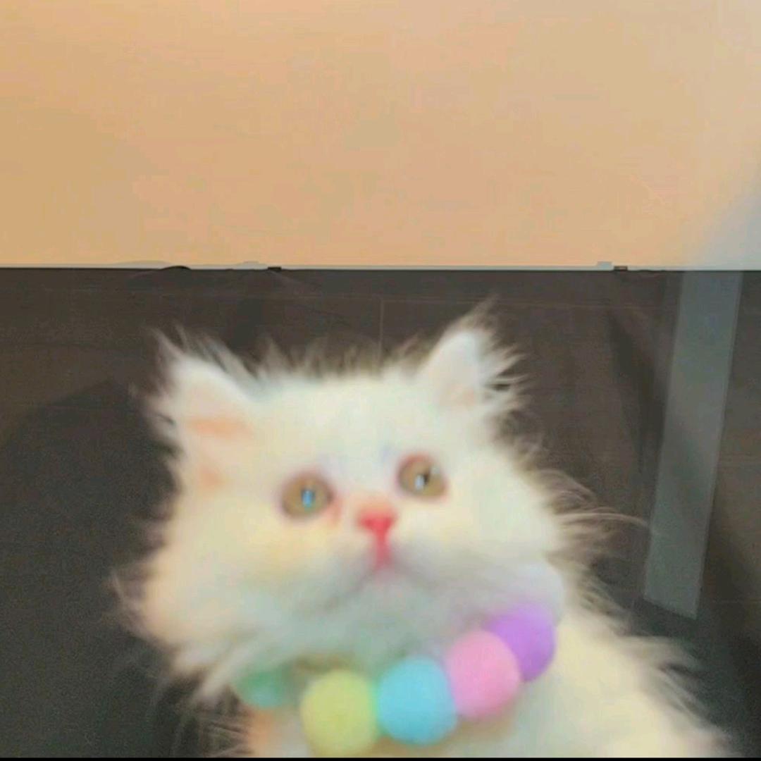猫咪秋葵