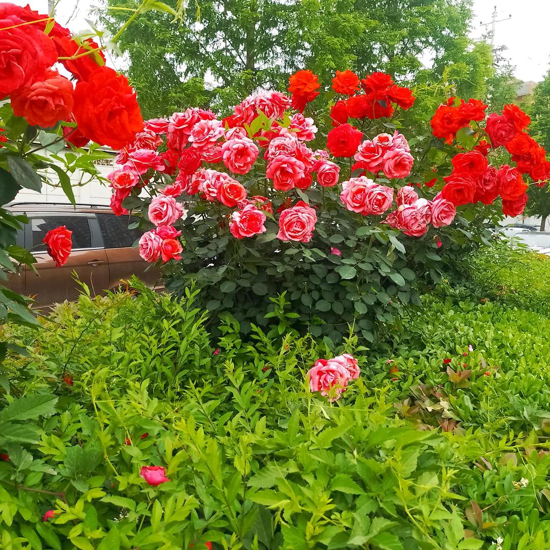 四季花开