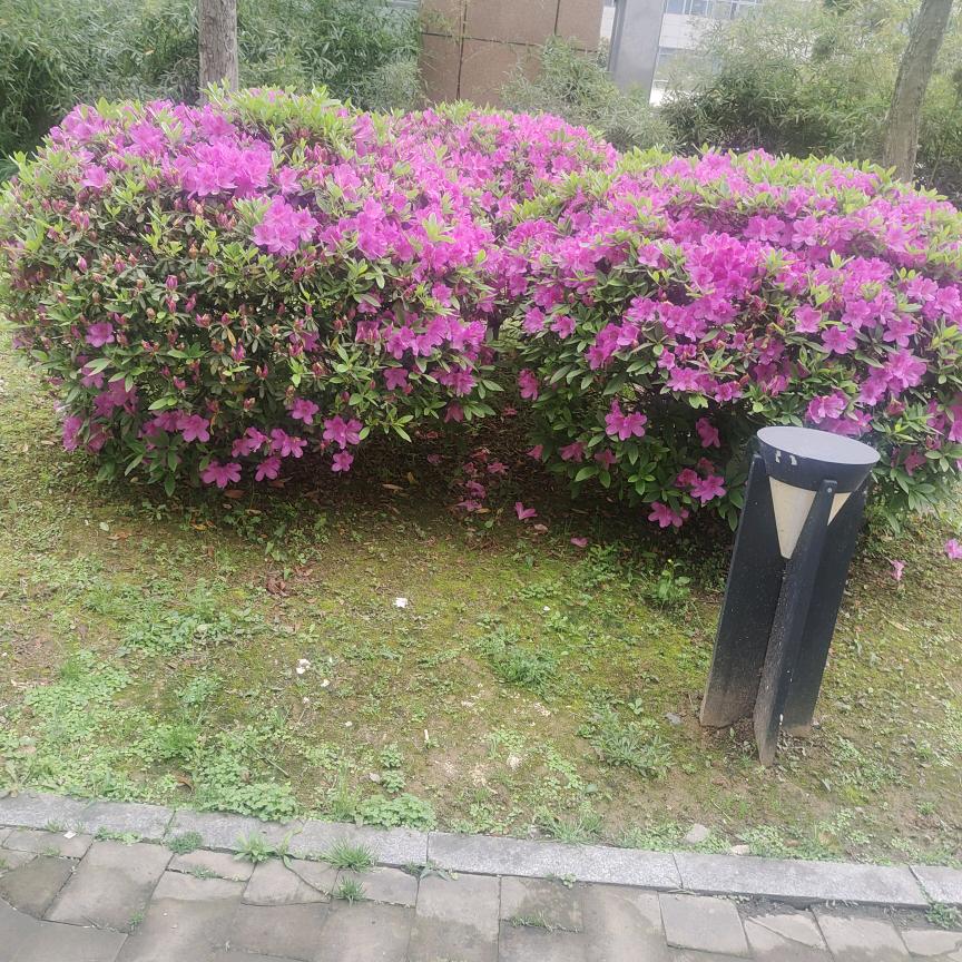 敏敏