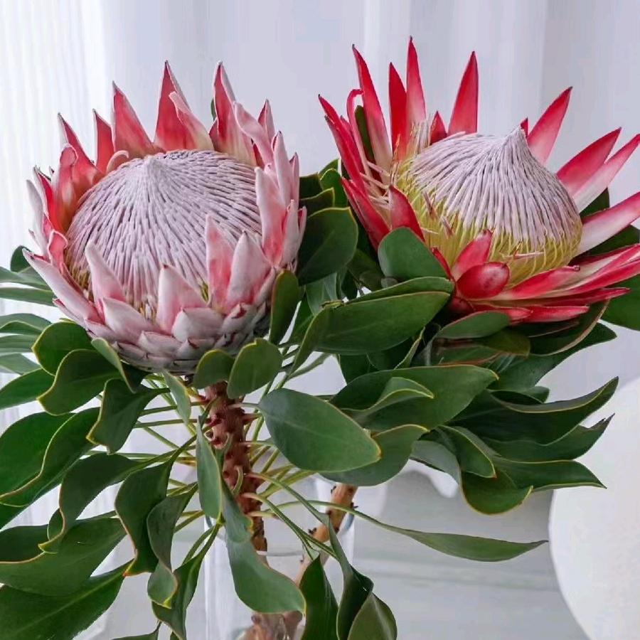 兰姐的一花一瓶【高端花材私人定制】