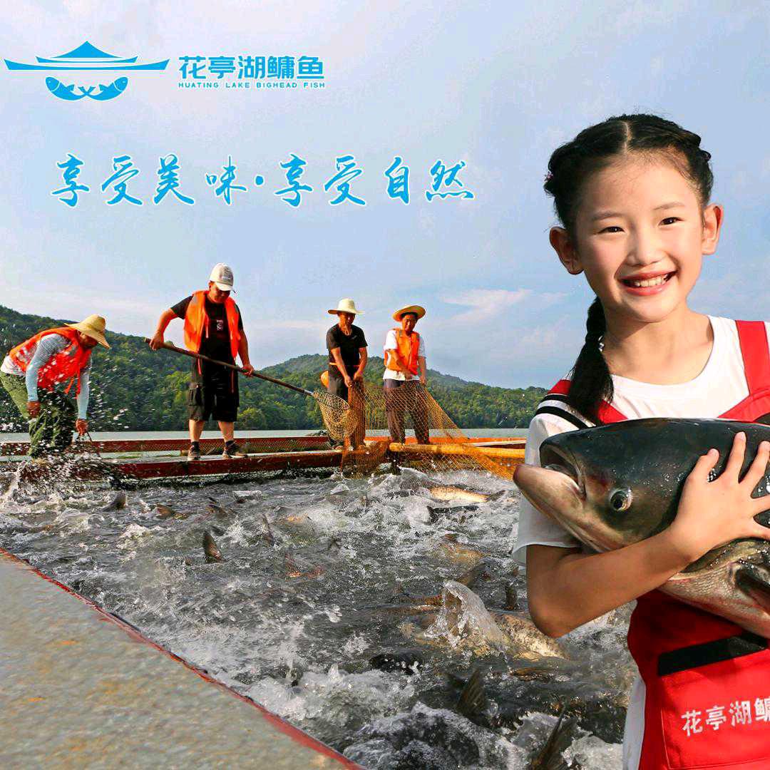 花亭湖有机胖头鱼在宝华