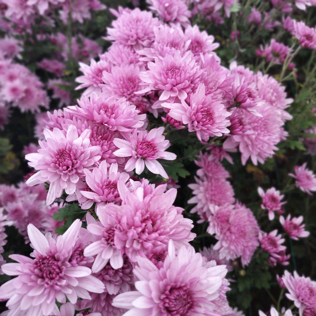 静看花开