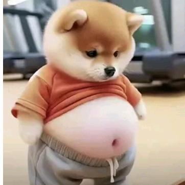 土豪🐷
