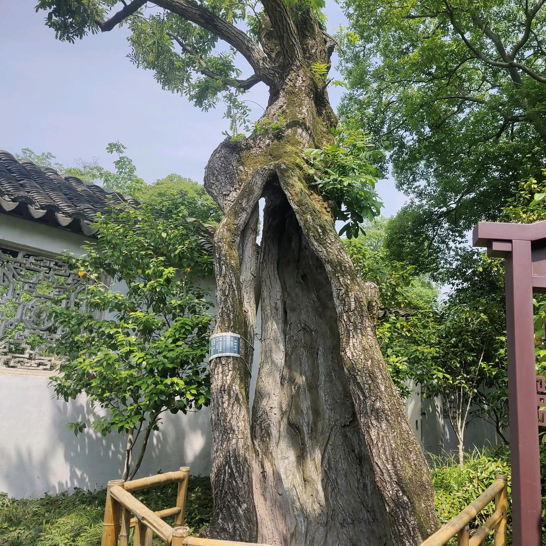 曾经（柒哥）