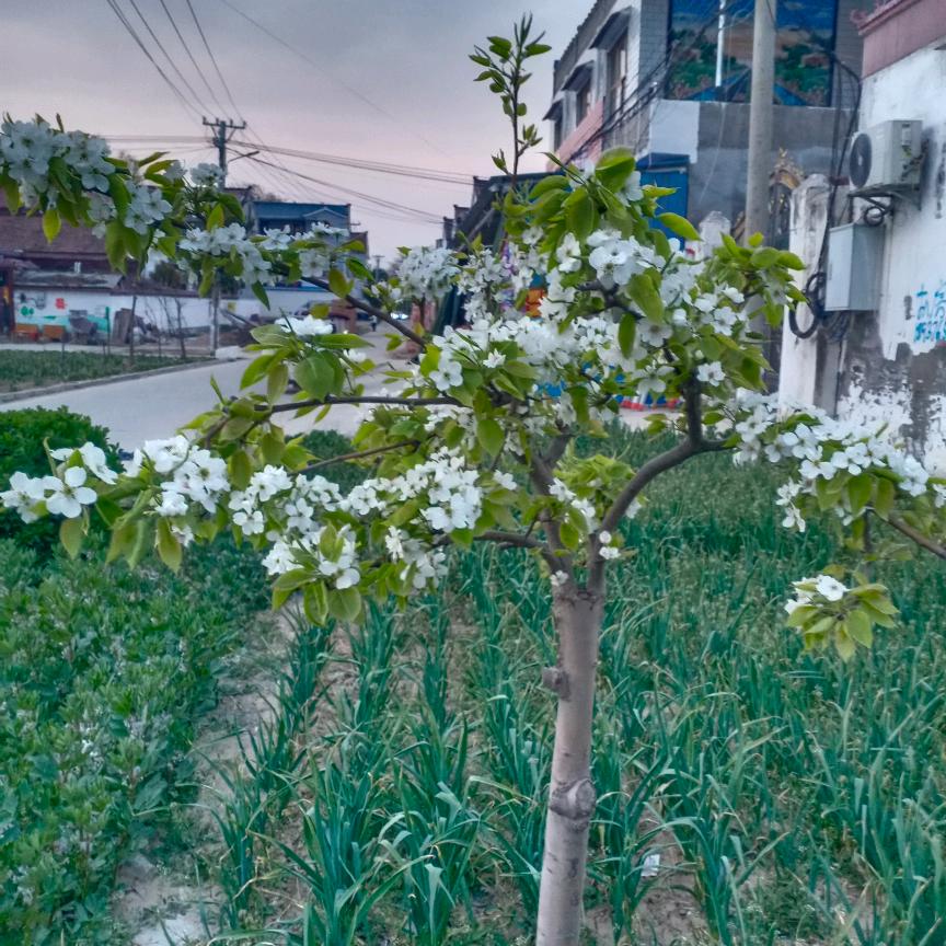 兜兜爹地