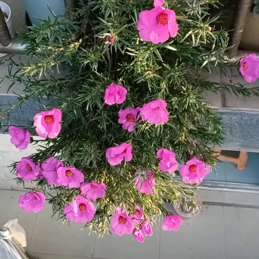 平平淡淡(拒绝聊天)