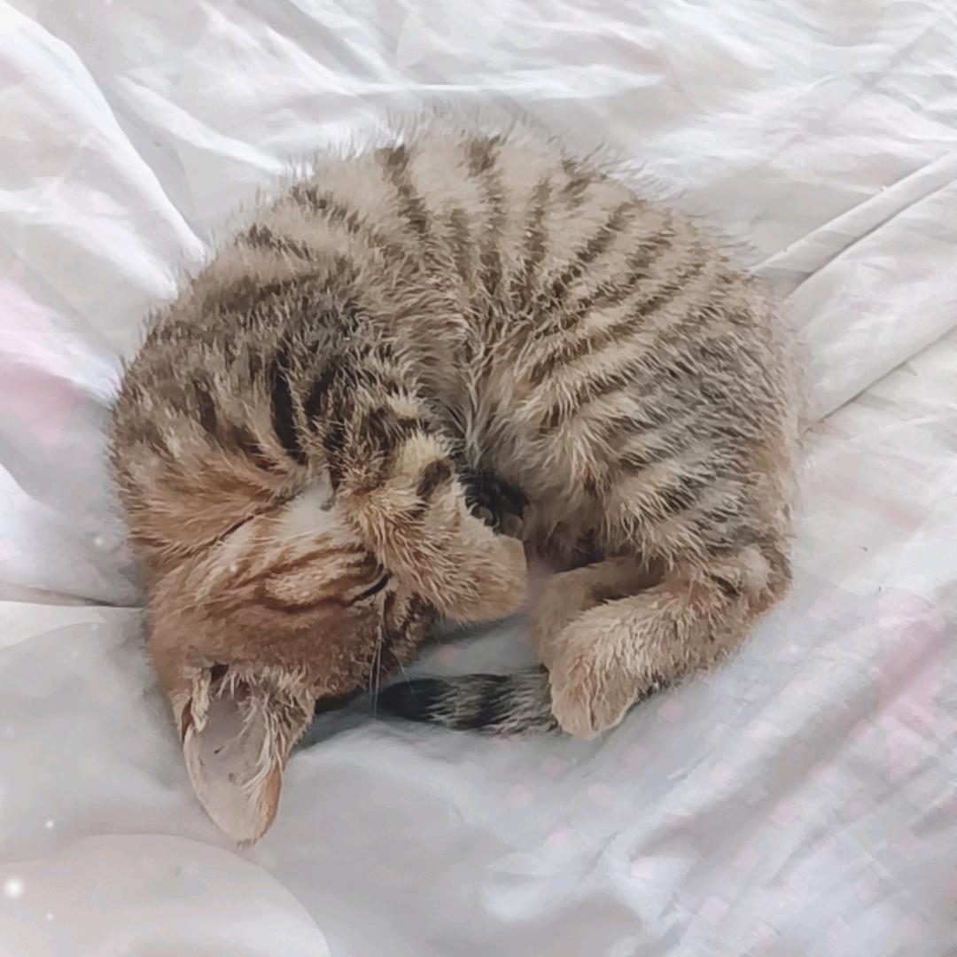 爱玩游戏的小猫