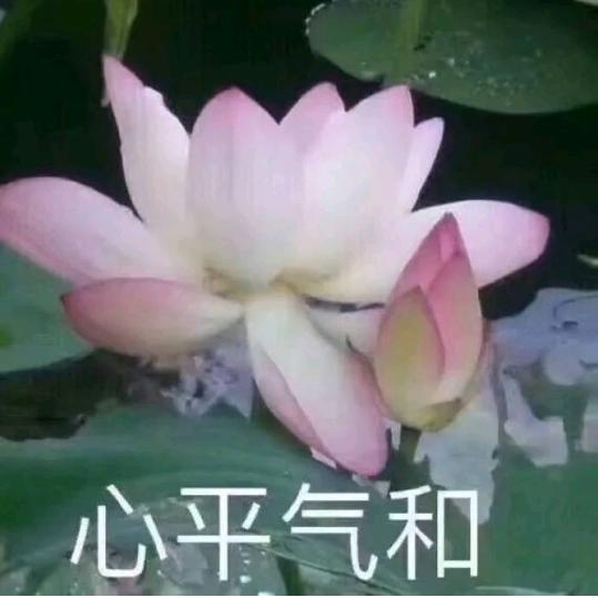 蓝狗