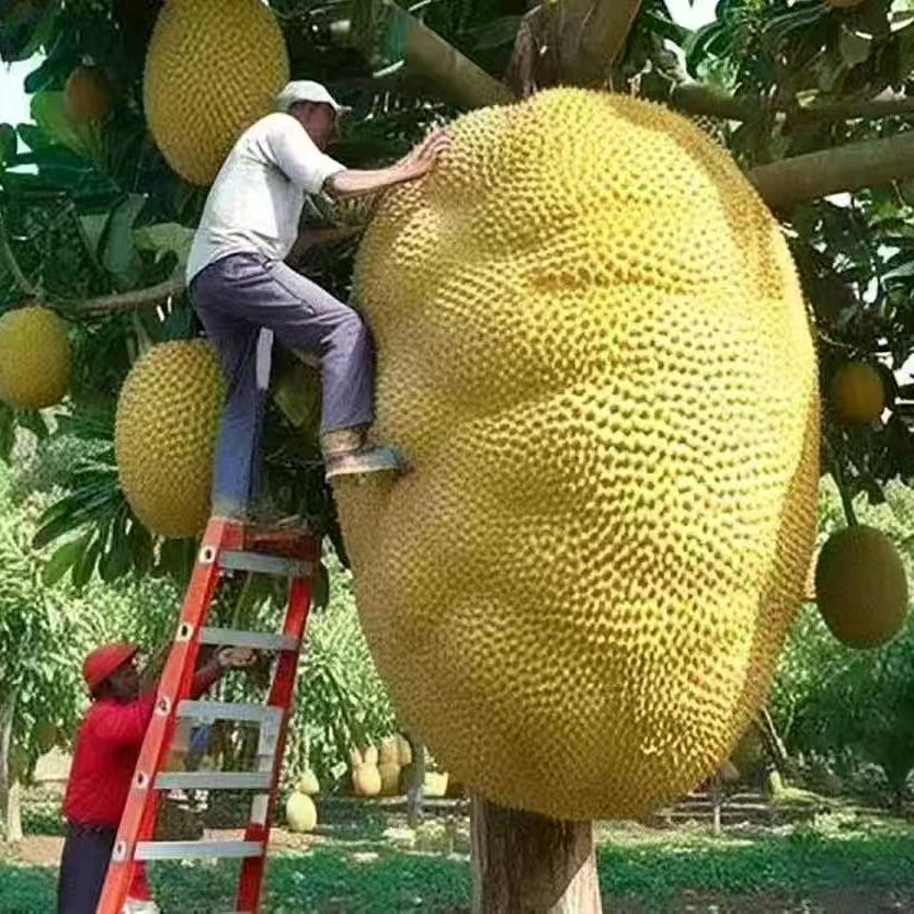鍾 ➽⑧⑧