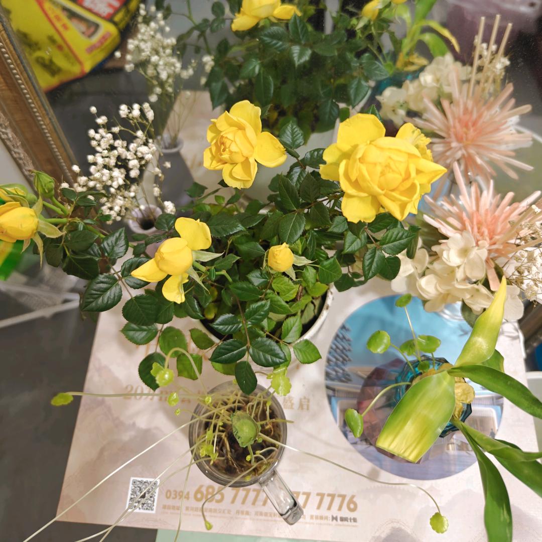 🌹随心所欲，开心就好❤️