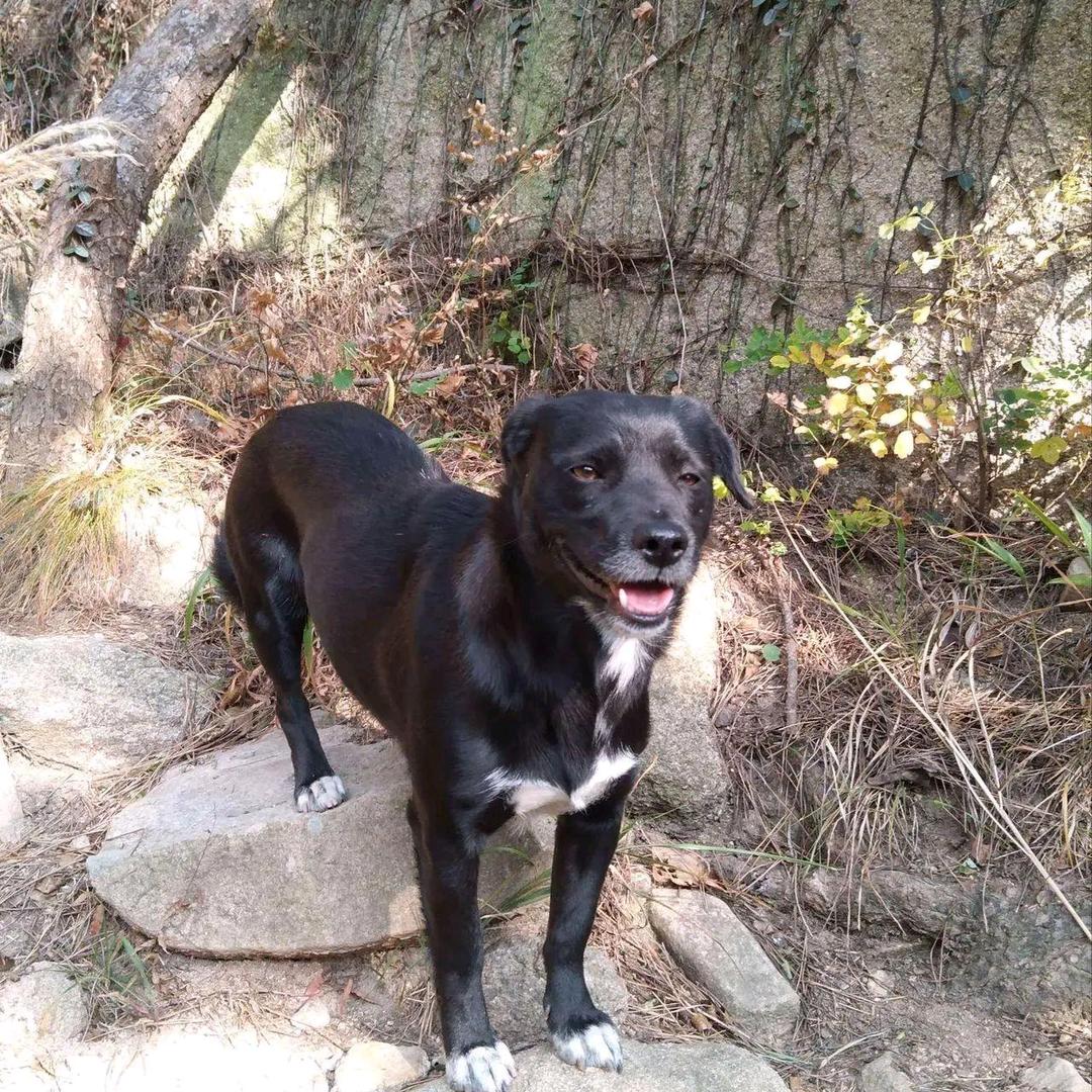 人爱宠物知识分享