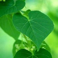 温暖的阳光