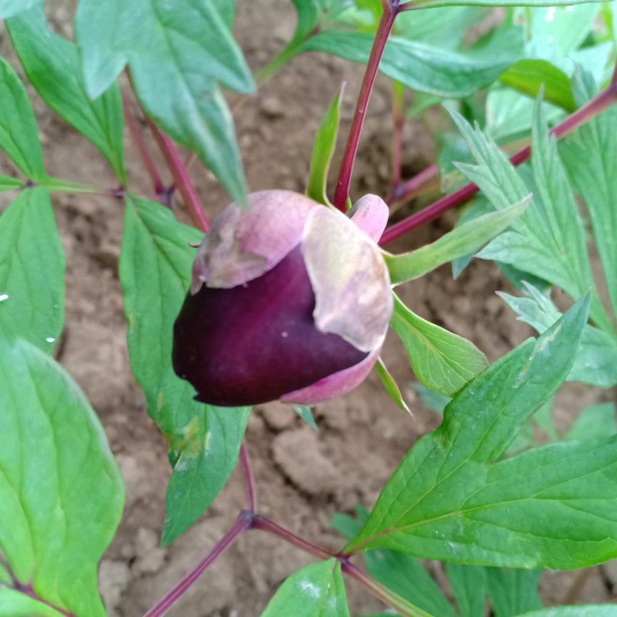 马伟牡丹芍药各种药材种苗