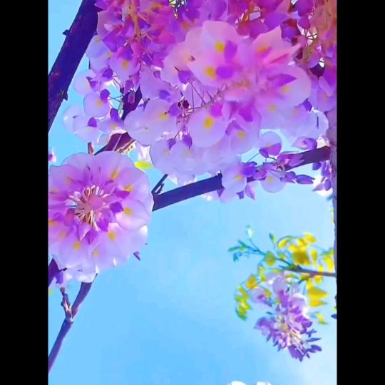 水草平