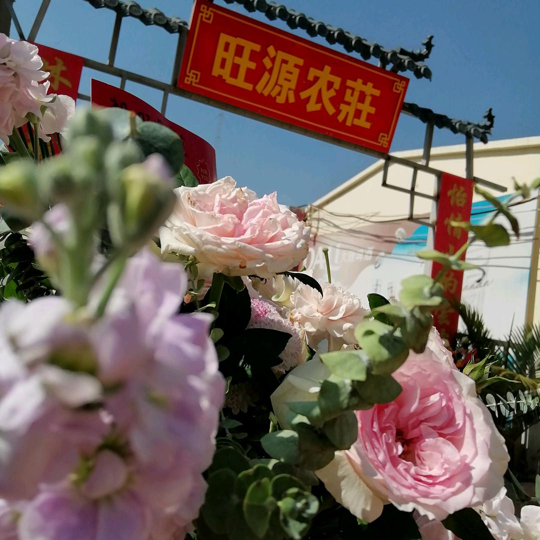 🍀蕾蕾🍀头像