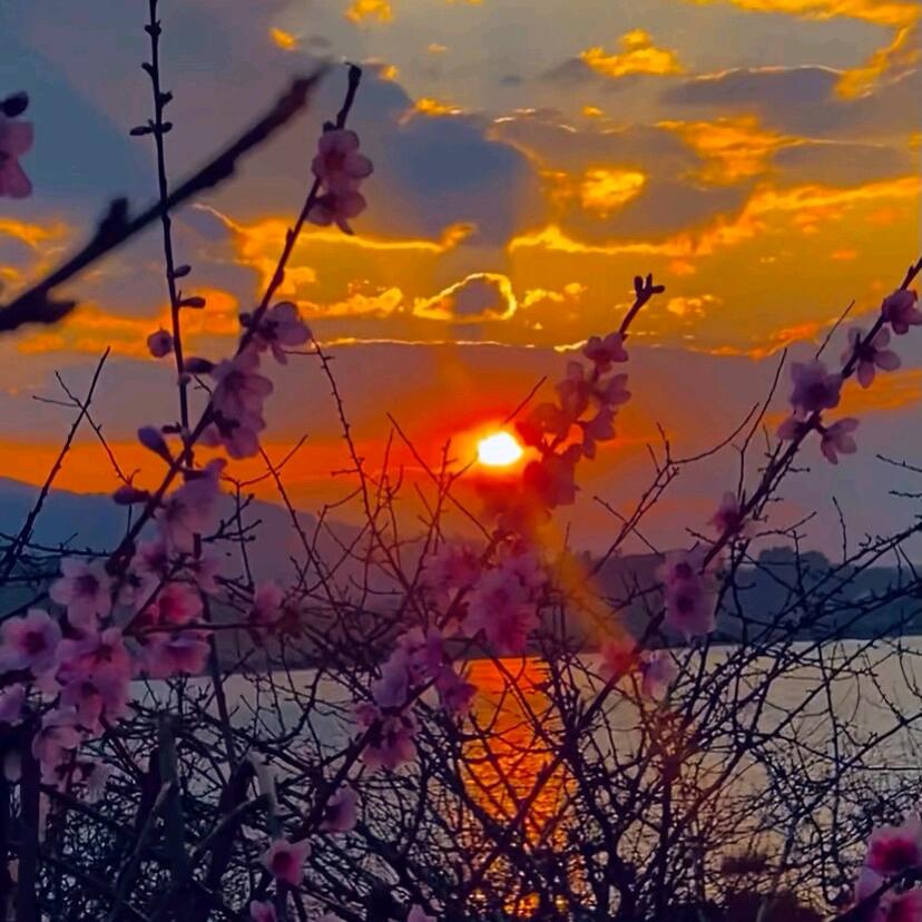 🌹七七