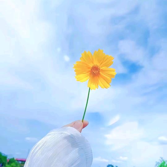 心悦.塔罗（收徒）🕌