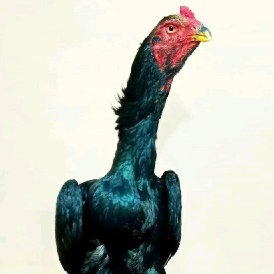 新疆斗鸡王艾克