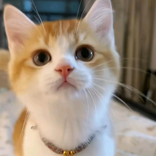 正义猫