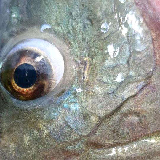 万峰湖靖香园野钓山庄