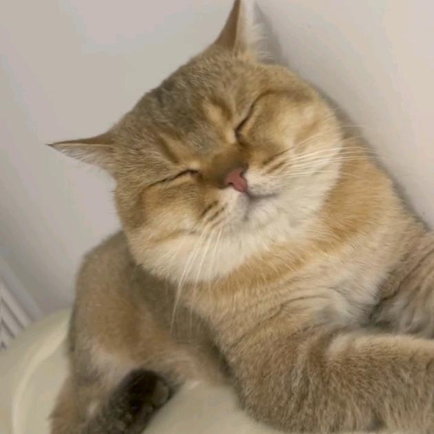 猫猫头(˘ω˘)✩