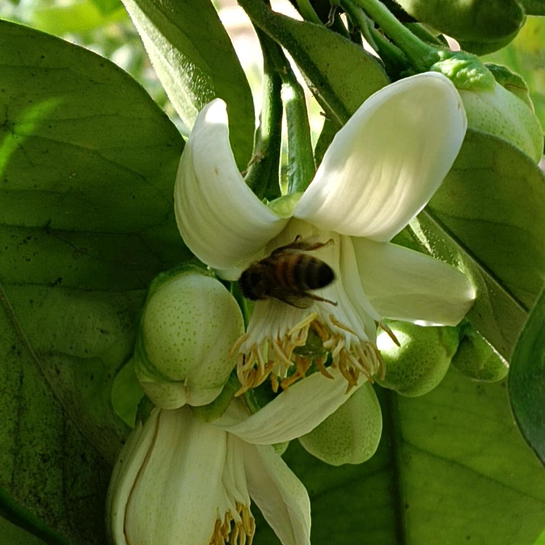 会理榴云涧农家乐