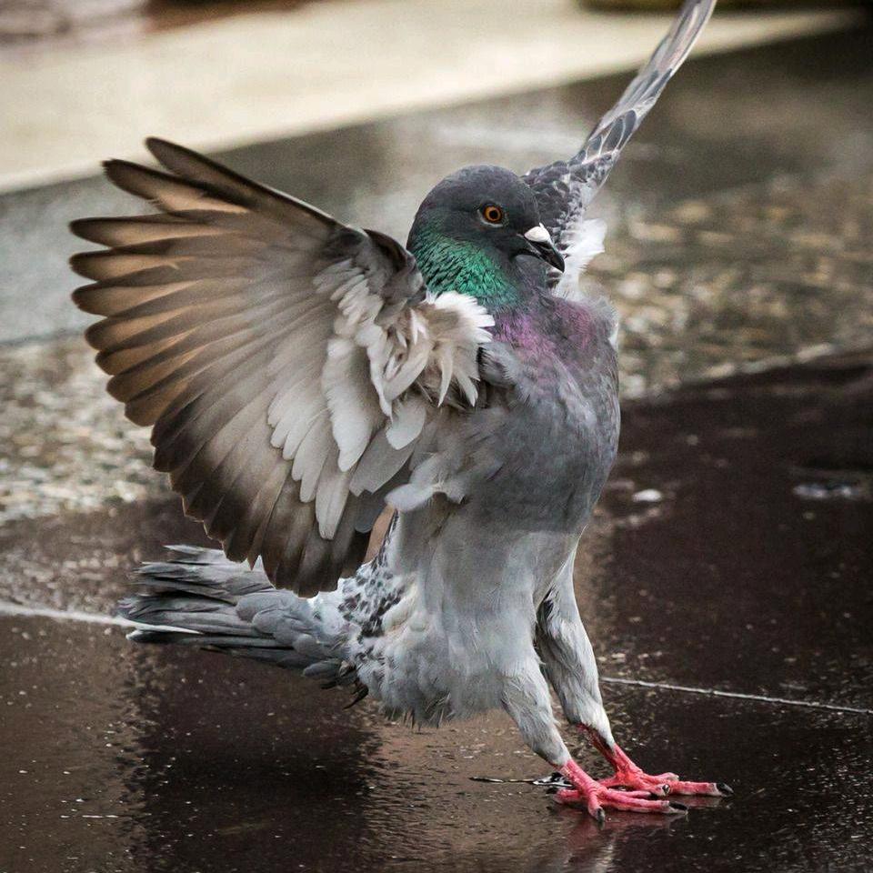 白鸽子搏冠鸽健鸽类用品店