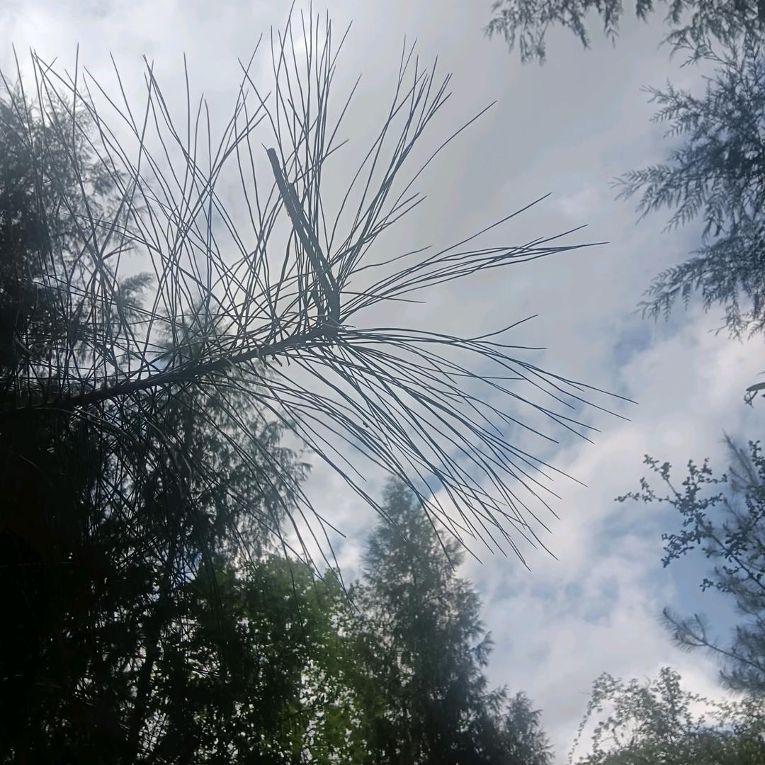 松针和落叶