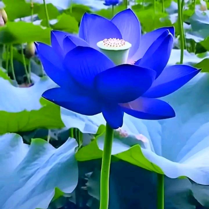 㝊怘天使