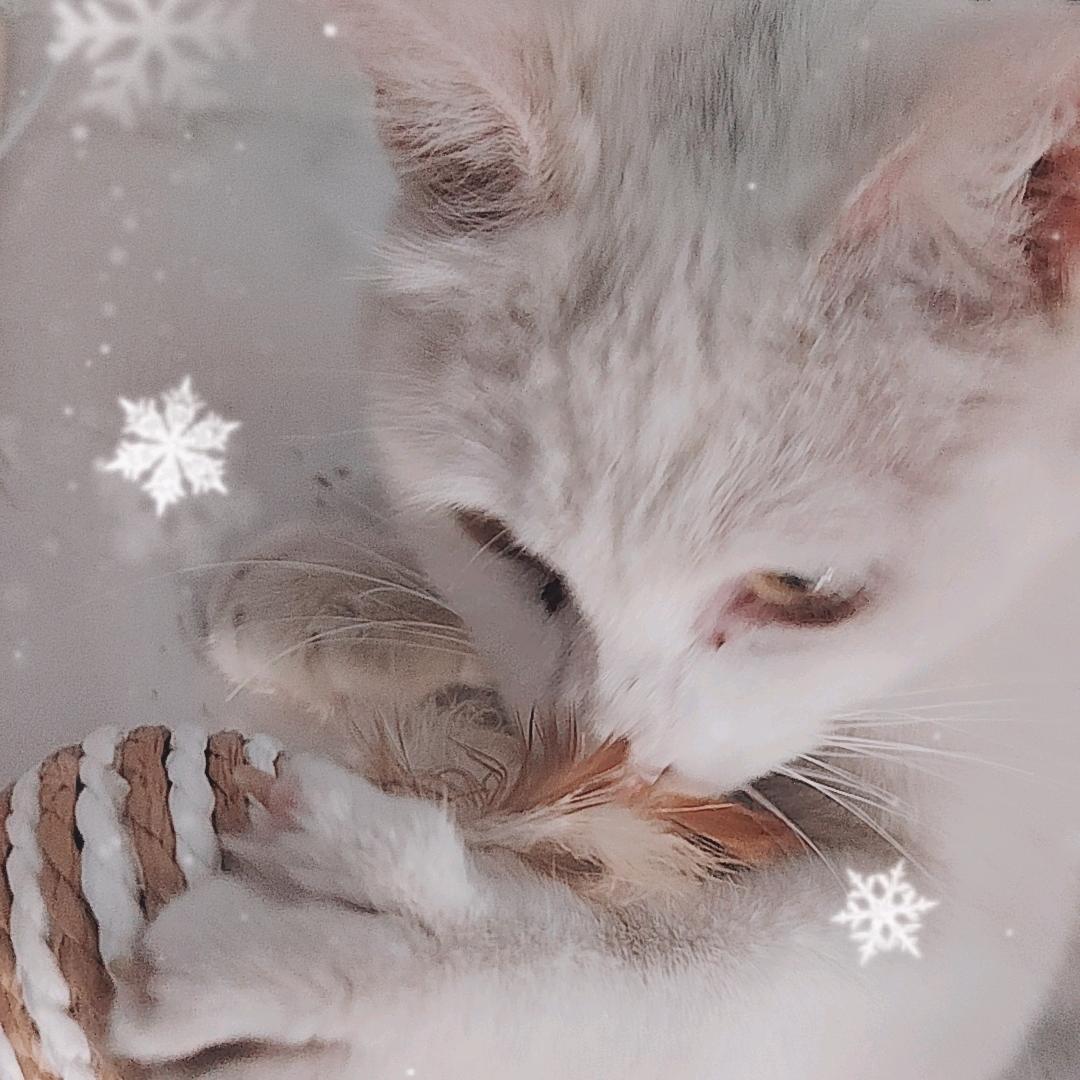 玉