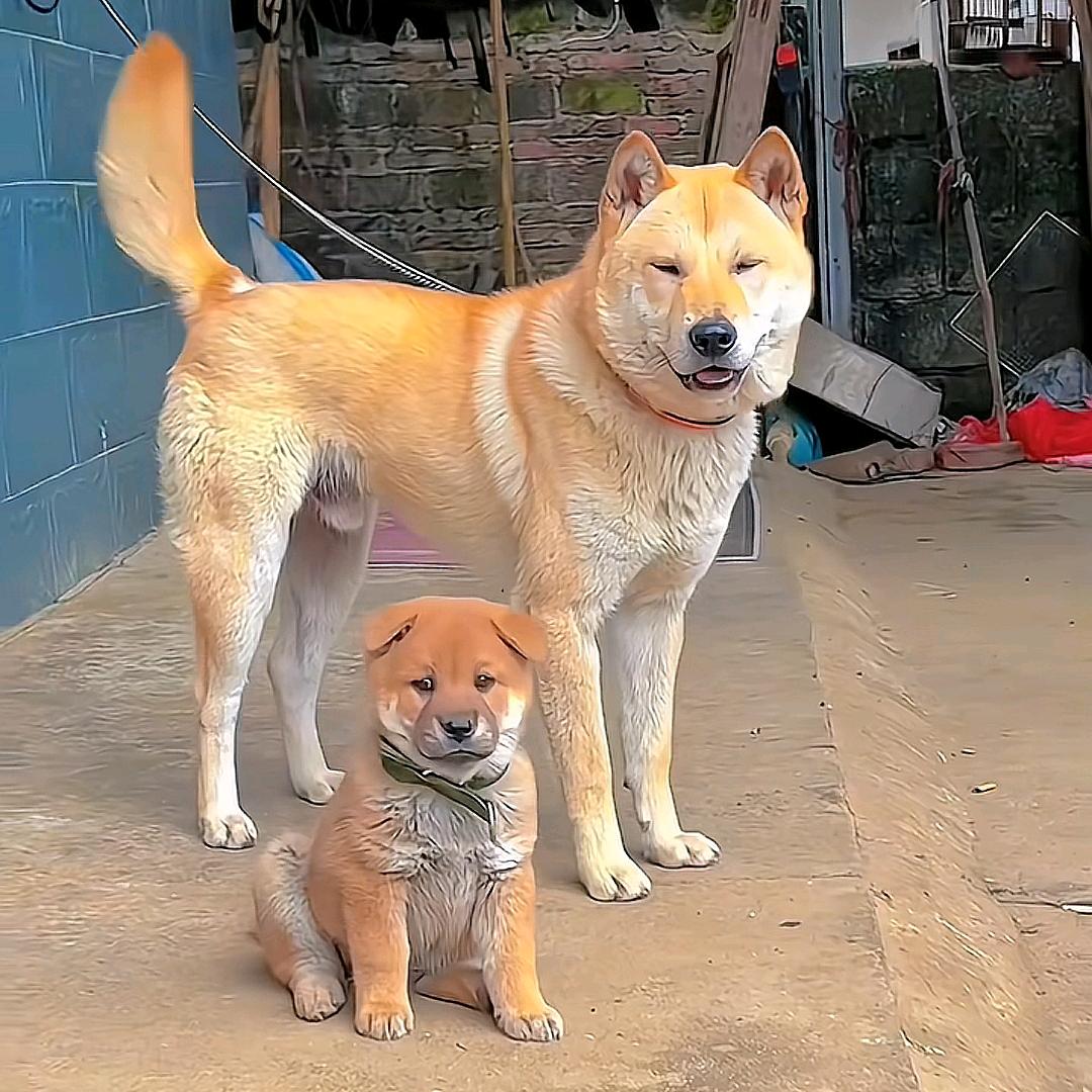 石一说养狗