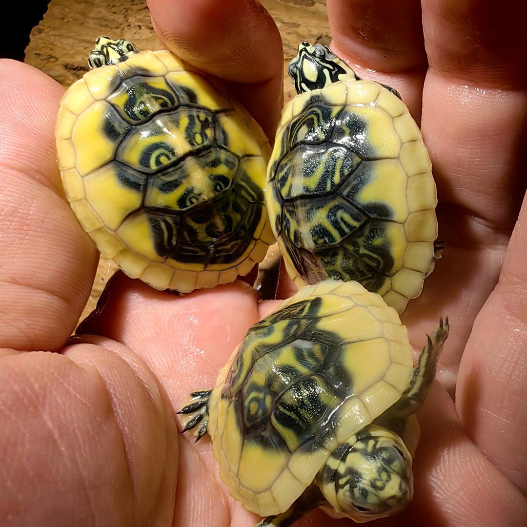 变异乌龟养殖场自产自销