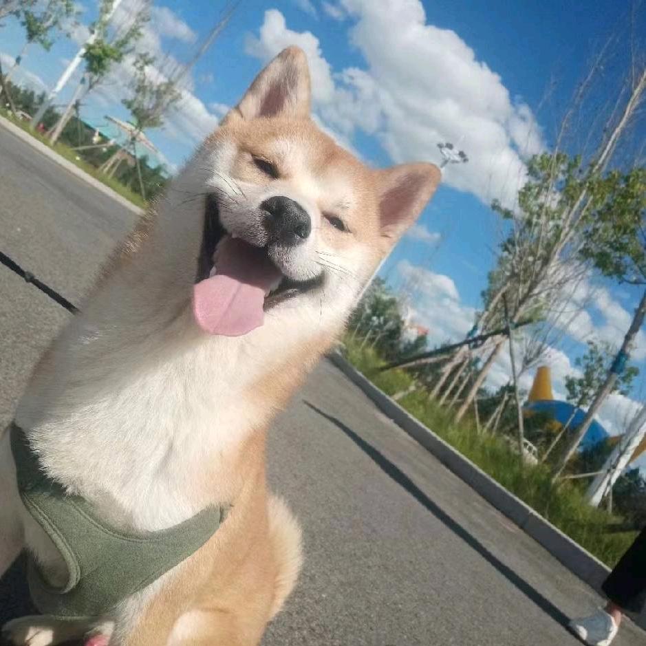 刘刘