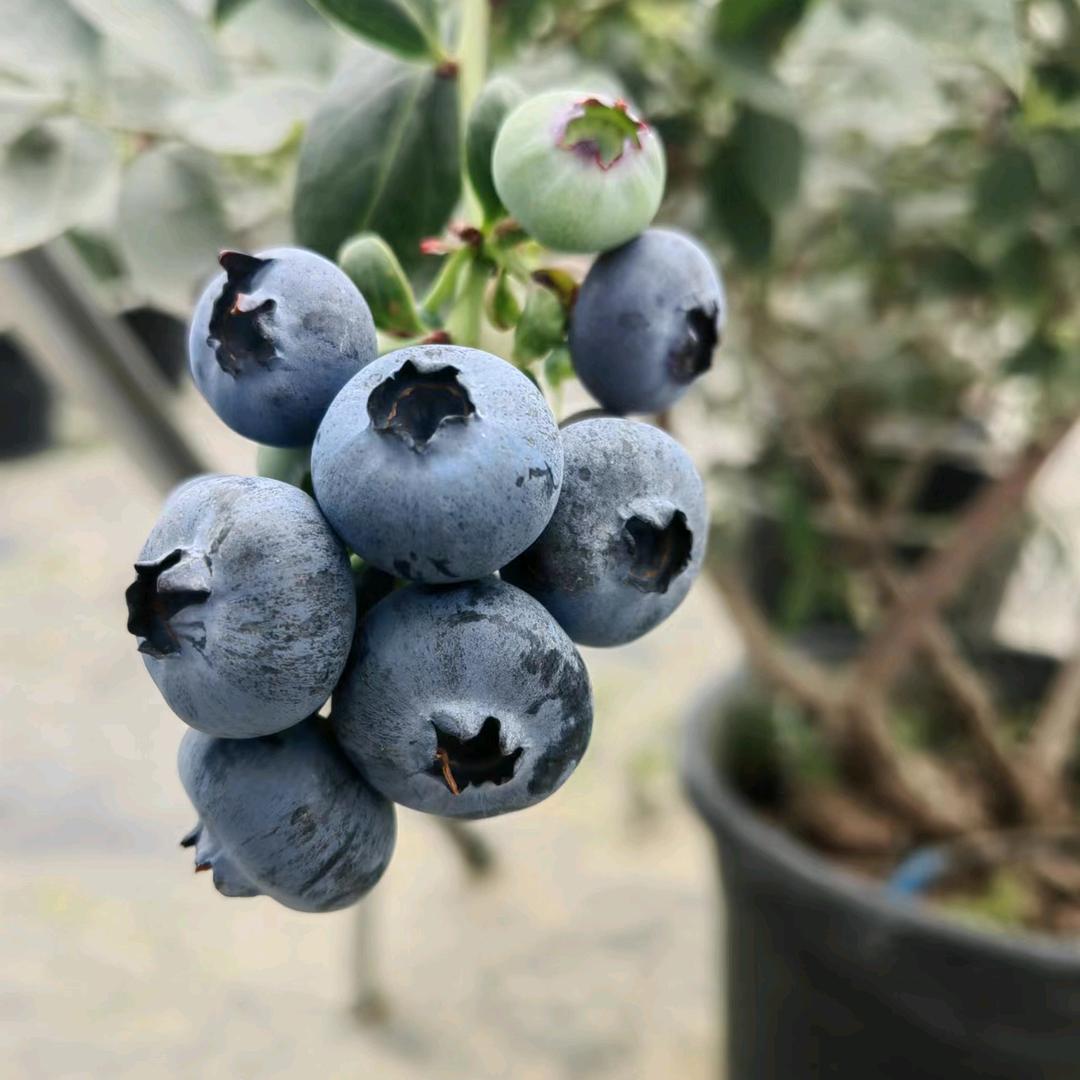 荣海蓝莓