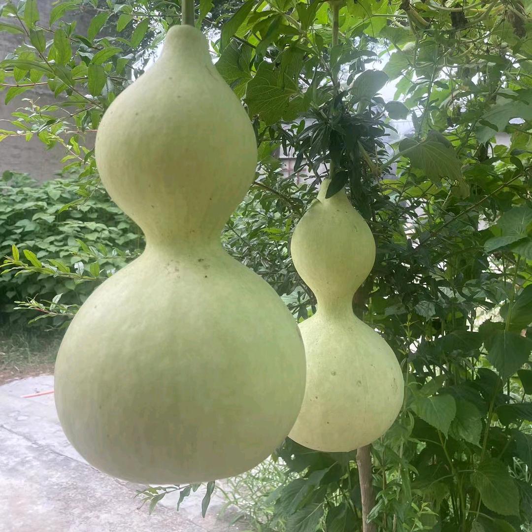 师赏（小黄龙）