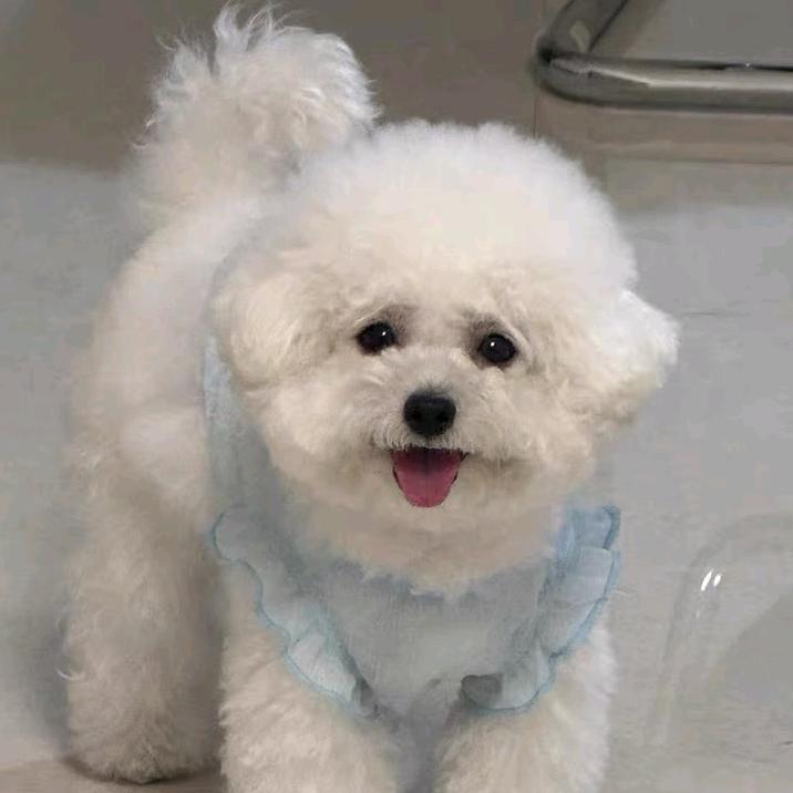 蛋挞妈咪