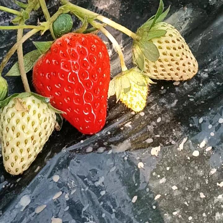 请叫我赵聪明🍓🍓
